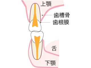 正常な矯正治療後の状態