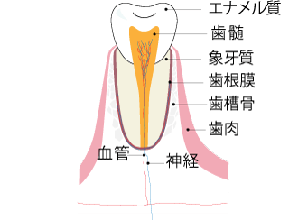 歯の断面図